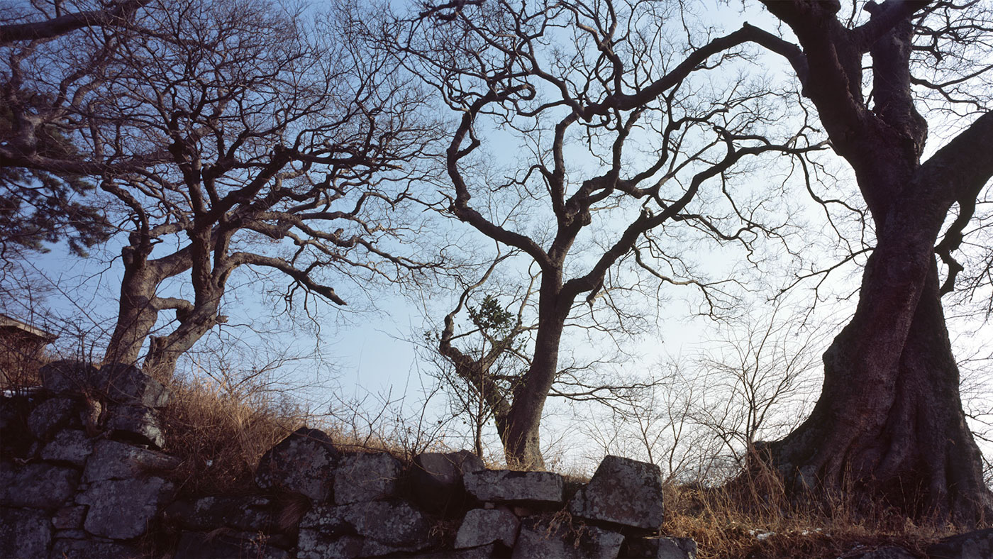 영광 법성진 숲쟁이 (靈光 法聖鎭 숲쟁이): 명승 제22호